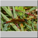 Therion circumflexus - Schlupfwespe w01a 23mm - Sandgrube Niedringhaussse det06.jpg